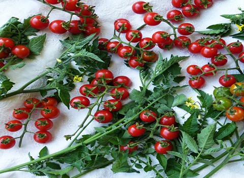 تصویر 4 از قیمت گوجه فرنگی گیلاسی با کیفیت ارزان + خرید عمده